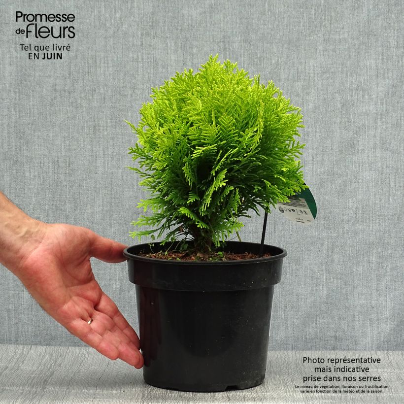 Esemplare di Thuja occidentalis Mirjam - Tuia occidentale Vaso da 2L/3L consegnato in estate