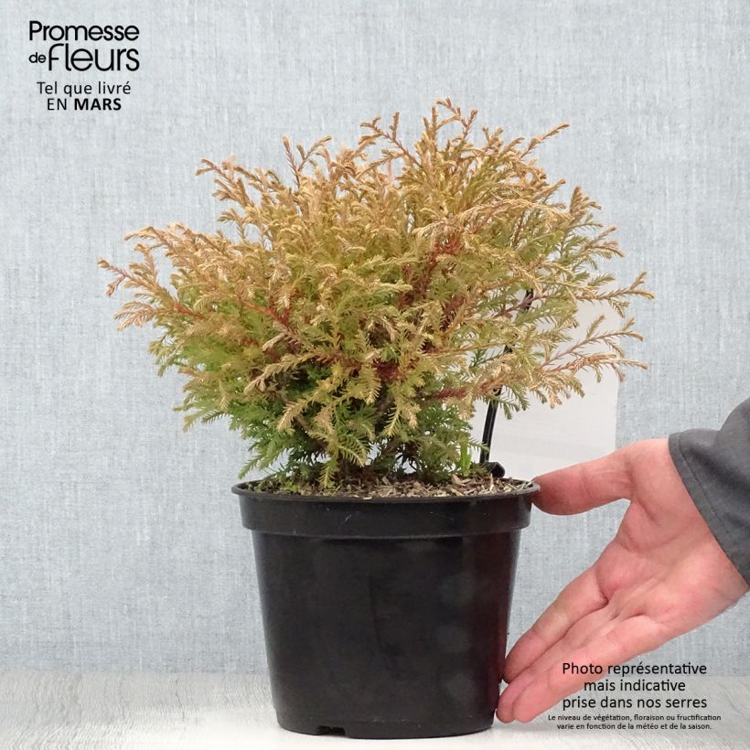 Thuja occidentalis Mr Bowling Ball - Tuia occidentale Vaso da 2L/3LAltezza consegnata circa 15+cm esemplare consegnato in primavera
