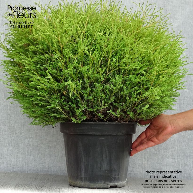 Esemplare di Thuja occidentalis Mr Bowling Ball - Tuia occidentale Vaso da 7,5L/10L consegnato in estate