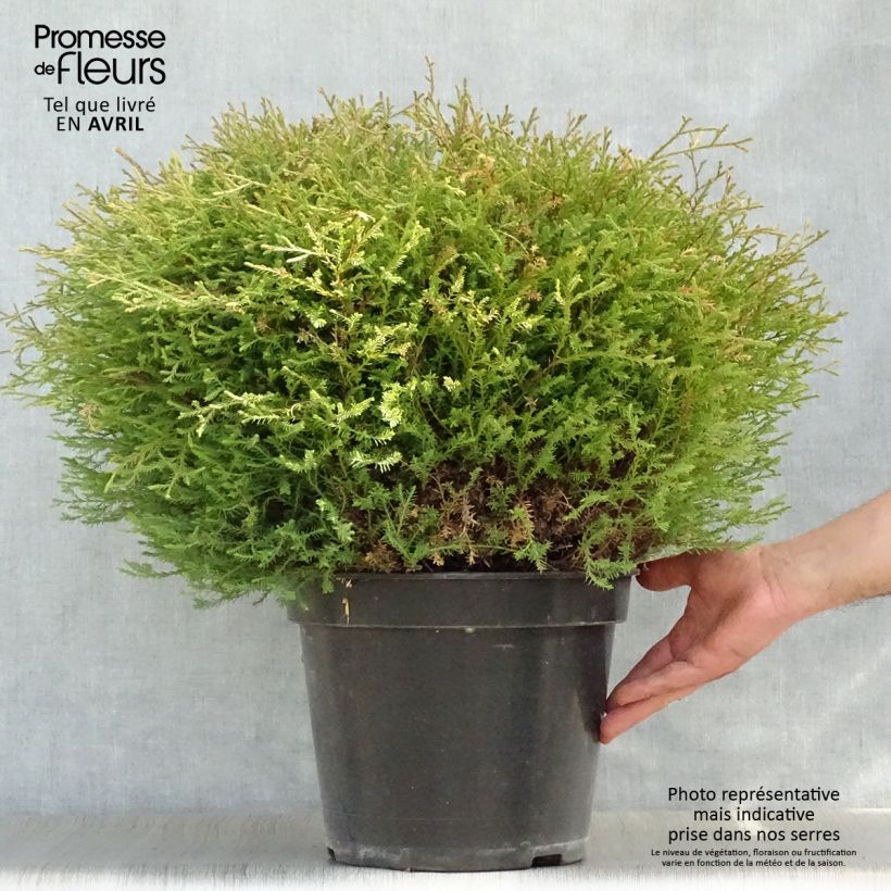 Thuja occidentalis Mr Bowling Ball - Tuia occidentale Vaso da 7,5L/10LAltezza consegnata circa 40+cm esemplare consegnato in primavera