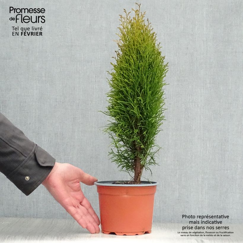 Thuja occidentalis Totem Smaragd - Tuia occidentale Vaso da 2L/3L esemplare consegnato in inverno
