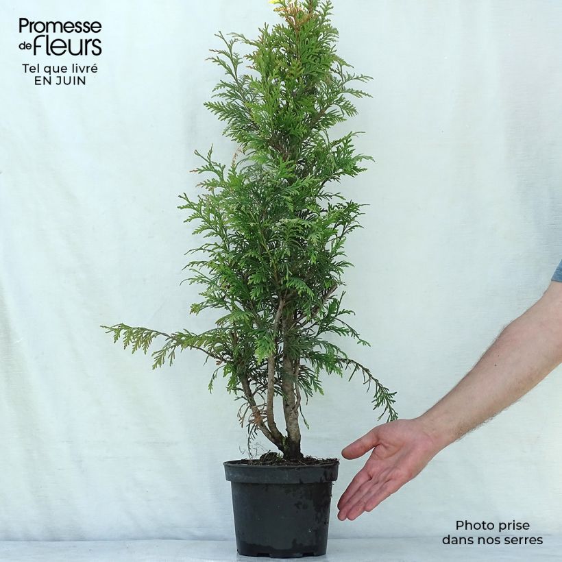 Esemplare di Thuja plicata Excelsa - Tuia plicata Vaso da 2L/3L consegnato in estate