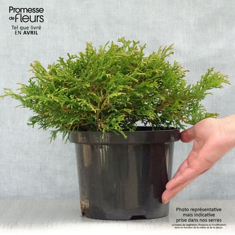 Thujopsis dolabrata Variegata Pot de 2L/3L esemplare consegnato in primavera