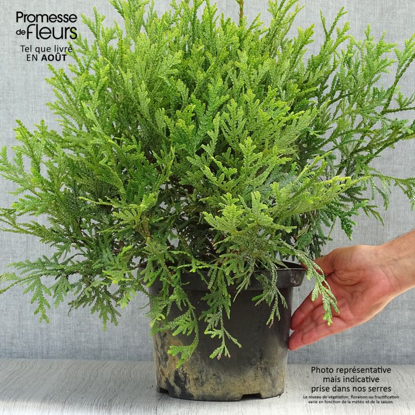 Esemplare di Thujopsis dolobrata - Falsa Tuia Vaso da 4L/5L consegnato in estate