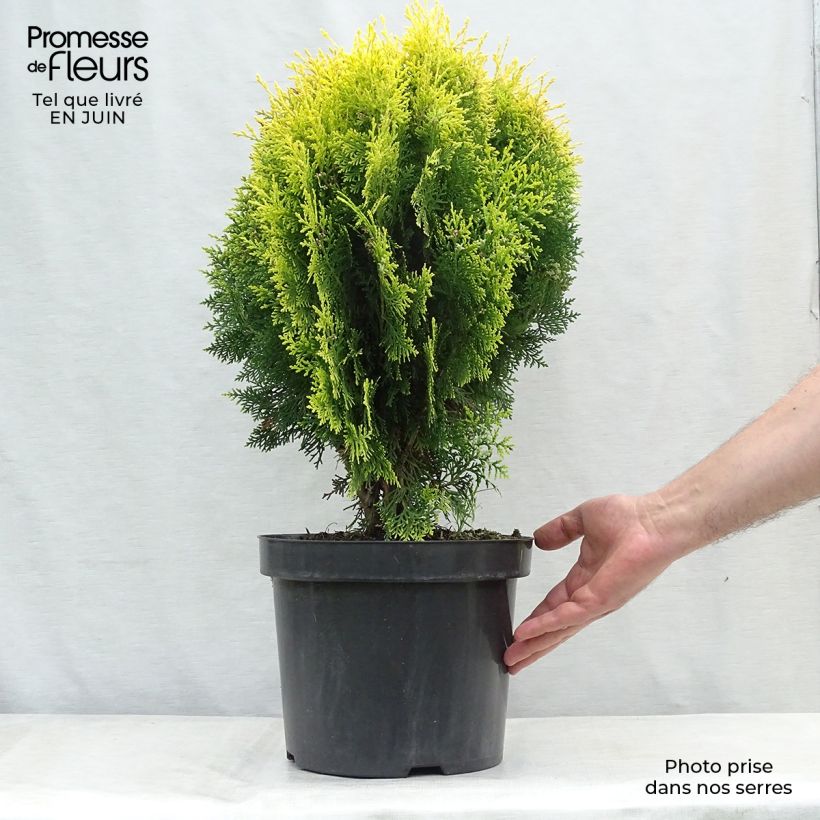 Esemplare di Platycladus orientalis Aurea Nana - Tuia orientale Vaso da 7,5L/10L consegnato in estate