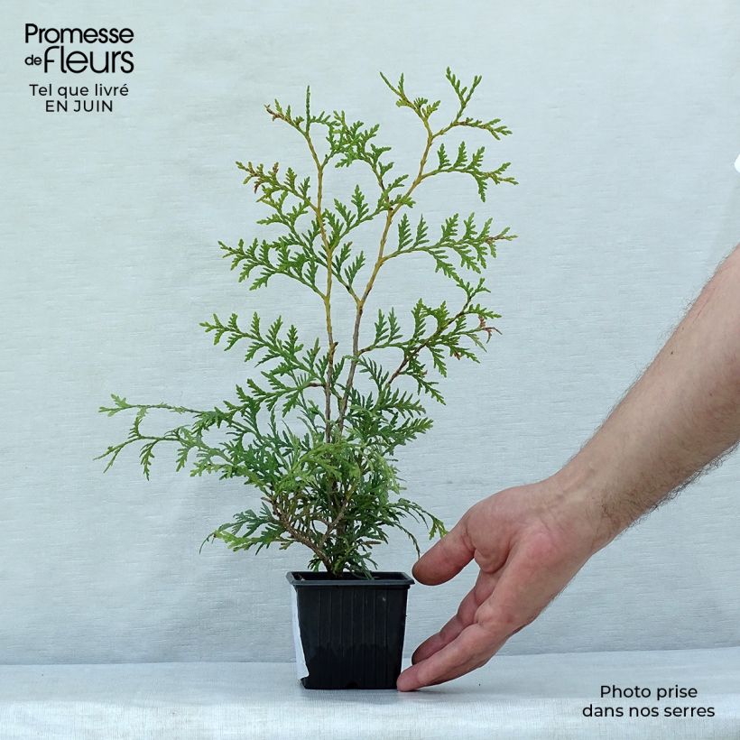 Esemplare di Thuja occidentalis Brabant - Tuia occidentale Vasetto da 8/9 cm consegnato in estate