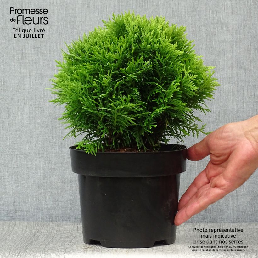 Esemplare di Thuja occidentalis Danica - Tuia occidentale Vaso da 2L/3L consegnato in estate