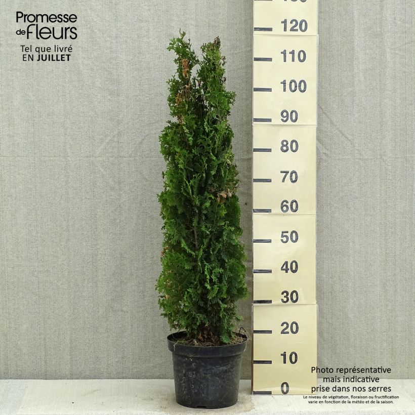 Esemplare di Thuja occidentalis Degroots Spire - Tuia occidentale Vaso da 7,5L/10L consegnato in estate