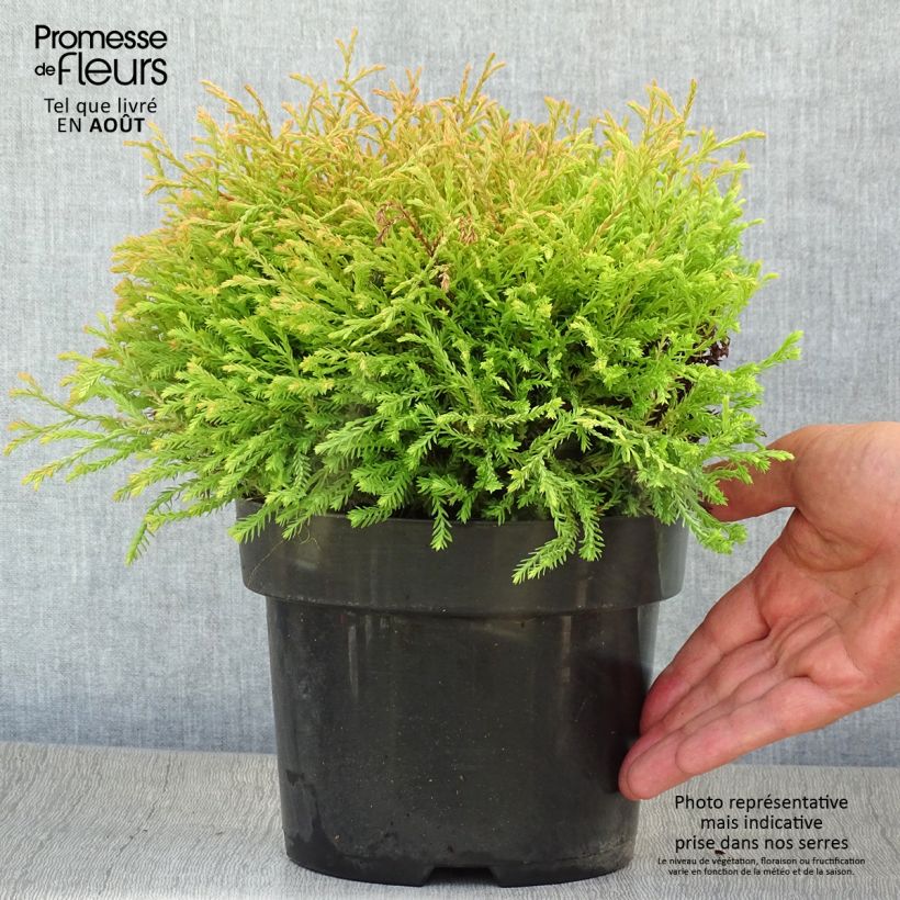 Esemplare di Thuja occidentalis Golden Tuffet - Tuia occidentale Vaso da 2L/3L consegnato in estate