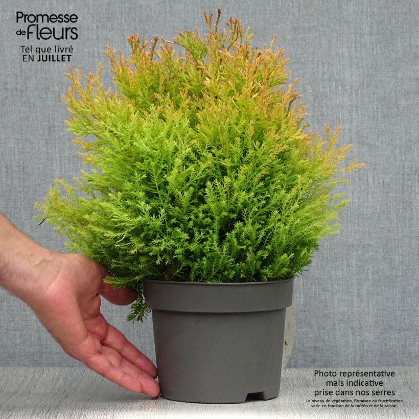 Esemplare di Thuja occidentalis Rheingold - Tuia occidentale Vaso da 2L/3L consegnato in estate