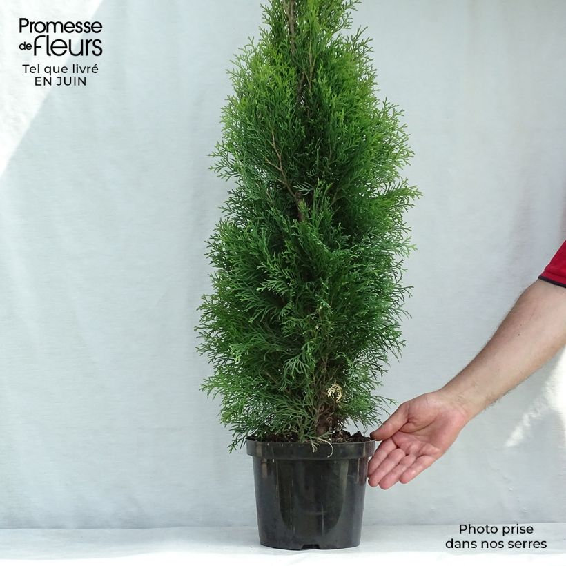 Esemplare di Thuja occidentalis Smaragd - Tuia occidentale Vaso da 4L/5L consegnato in estate