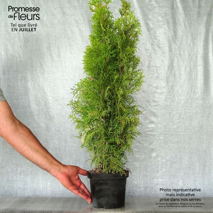 Esemplare di Thuja occidentalis Smaragd - Tuia occidentale Vaso da 3L/4L consegnato in estate