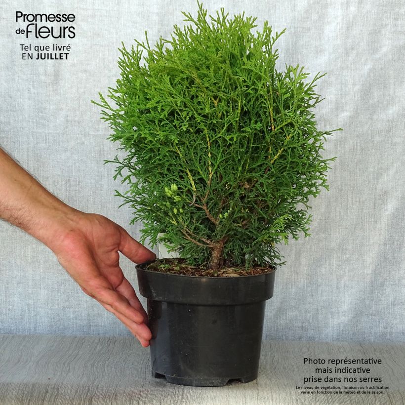 Esemplare di Thuja occidentalis Tiny Tim - Tuia occidentale Vaso da 2L/3L consegnato in estate