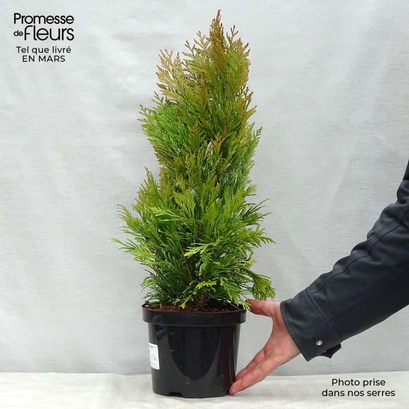 Thuja plicata 4 Ever Goldy - Tuia plicata Vaso da 2L/3LAltezza consegnata circa 30/40cm esemplare consegnato in primavera