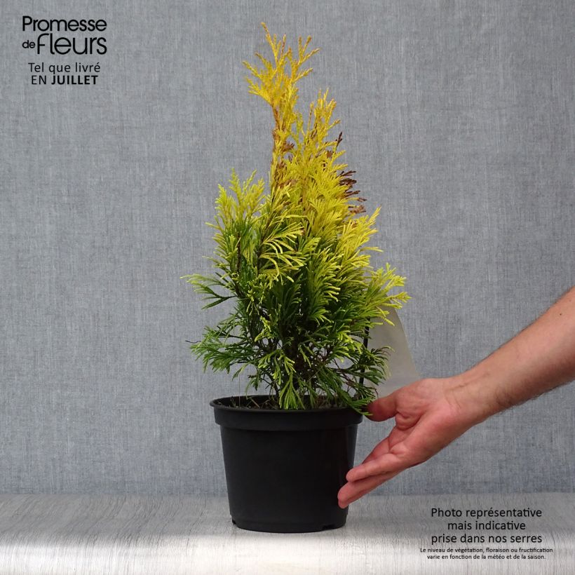 Esemplare di Thuja plicata 4 Ever Goldy - Tuia plicata Vaso da 2L/3L consegnato in estate