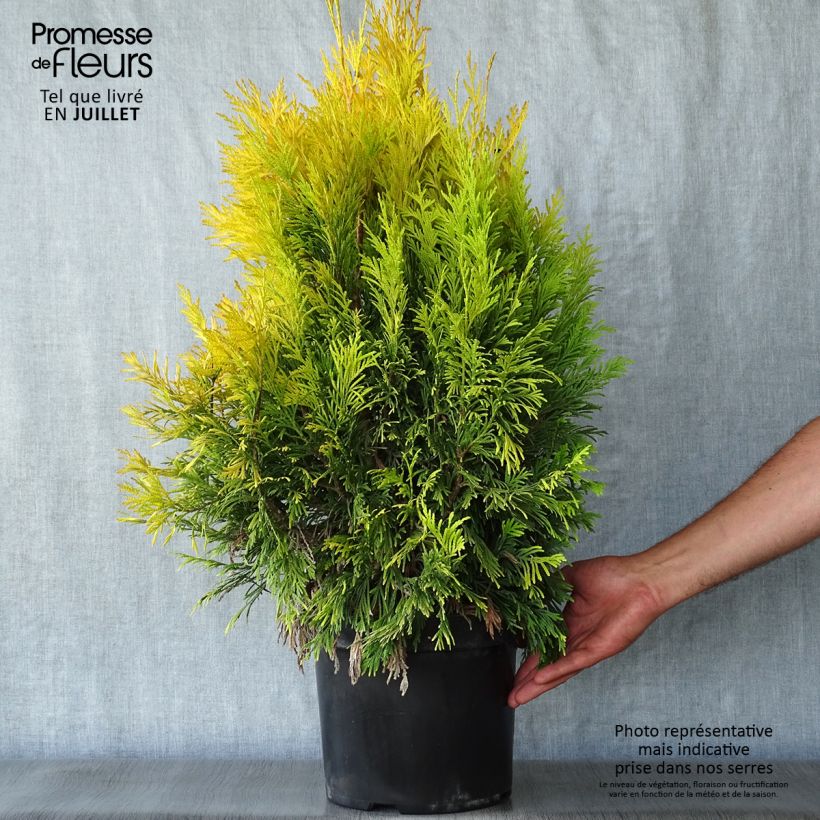 Esemplare di Thuja plicata 4 Ever Goldy - Tuia plicata Vaso da 6L/7L consegnato in estate