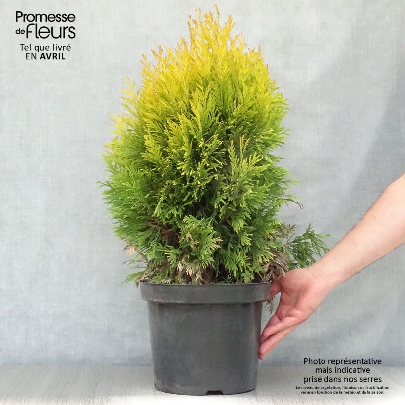 Thuja plicata 4 Ever Goldy - Tuia plicata Vaso da 7,5L/10LAltezza consegnata circa 40+cm esemplare consegnato in primavera