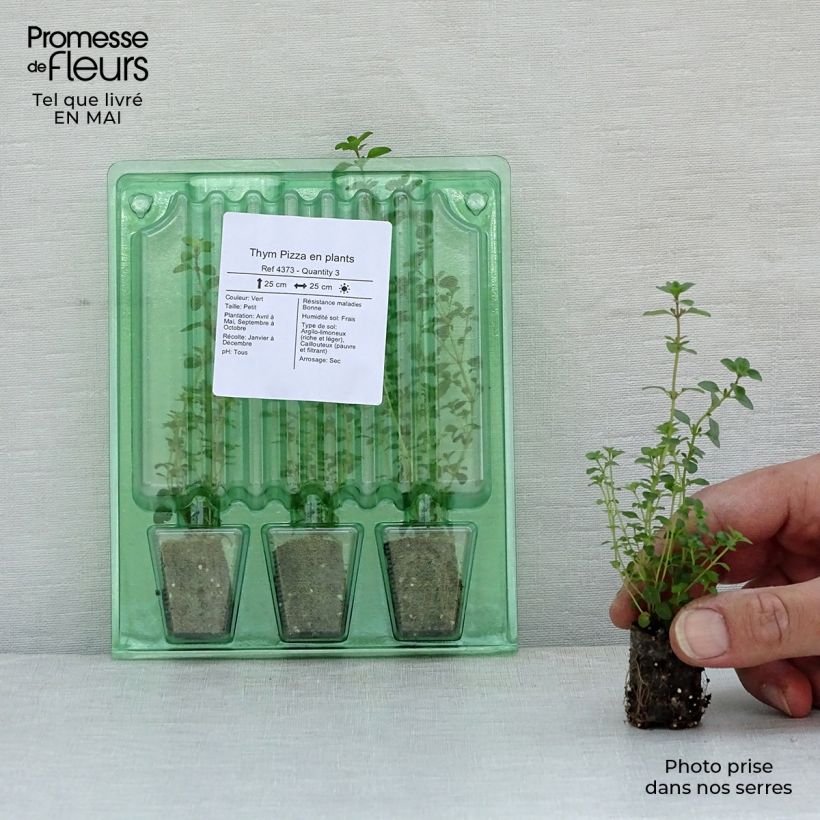 Thymus vulgaris x pulegioides pizza - Timo Mini zolla Ø 1,5/2,5 cm esemplare consegnato in primavera