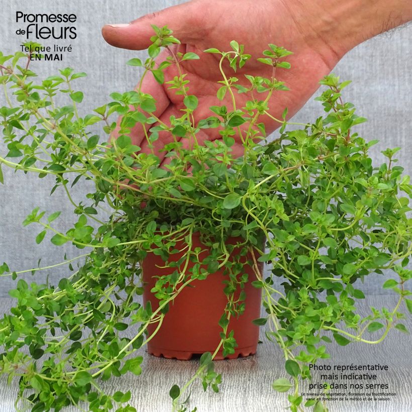 Thymus vulgaris x pulegioides pizza - Timo Vaso da Ø 10 cm/11 cm esemplare consegnato in primavera