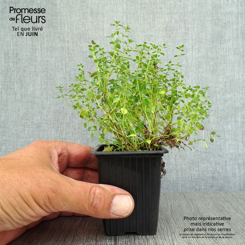 Esemplare di Thymus x citriodorus - Timo limone Vasetto da 8/9 cm consegnato in estate