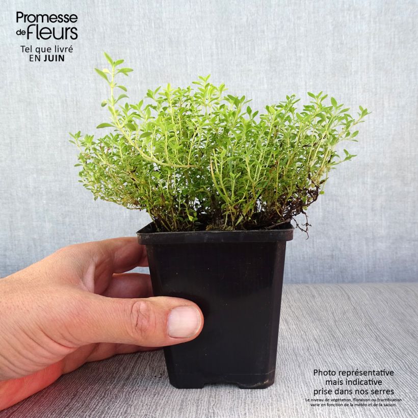 Esemplare di Thymus x citriodorus Bertram Anderson - Timo limone Vasetto da 8/9 cm consegnato in estate