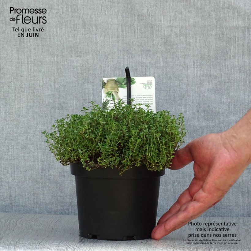 Esemplare di Thymus x citriodorus Bertram Anderson - Timo limone Vaso da 1,5L/2L consegnato in estate