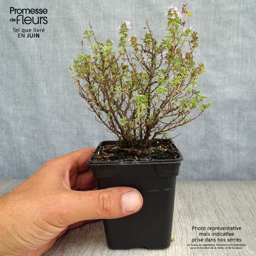 Esemplare di Thymus x citriodorus Silver Edge - Timo limone Vasetto da 7/8 cm consegnato in estate