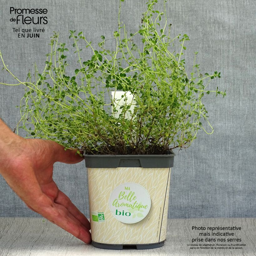 Esemplare di Thymus x citriodorus Bio - Timo limone Vaso da 2L/3L consegnato in estate