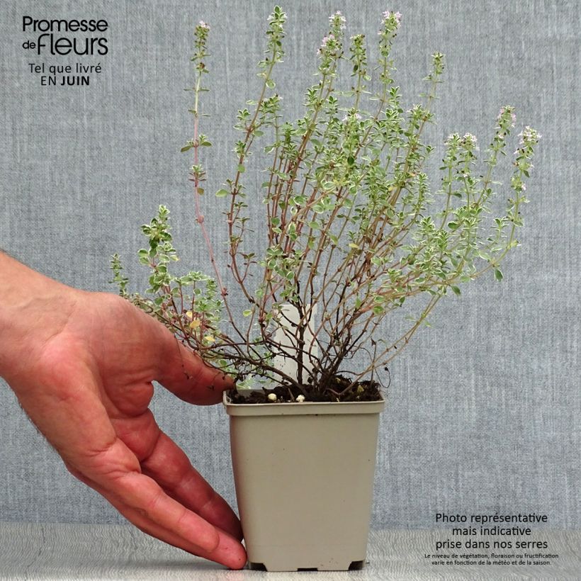 Esemplare di Thymus x citriodorus Silver Queen - Timo limone pennacchio Vasetto da 8/9 cm consegnato in estate