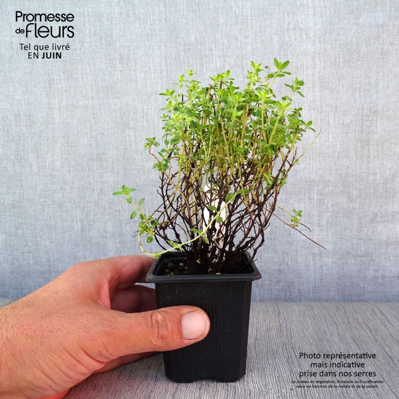 Esemplare di Thymus x citriodorus variegated - Timo limone pennacchio Vasetto da 7/8 cm consegnato in estate
