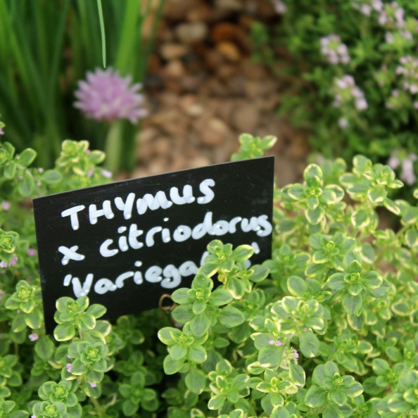Thymus x citriodorus variegated - Timo limone pennacchio (Fogliame)