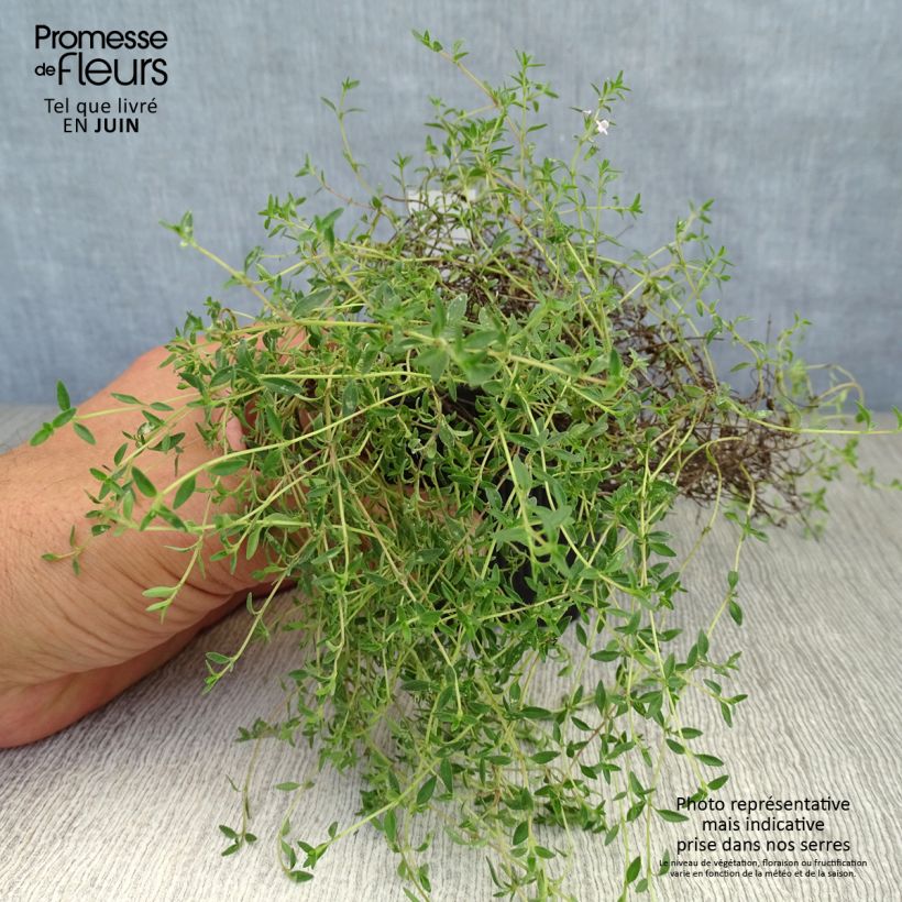 Esemplare di Thymus herba Barona - Timo Vasetto da 8/9 cm consegnato in estate