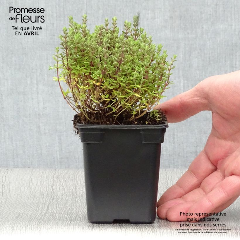 Thymus vulgaris - Timo Vasetto da 7/8 cm esemplare consegnato in primavera