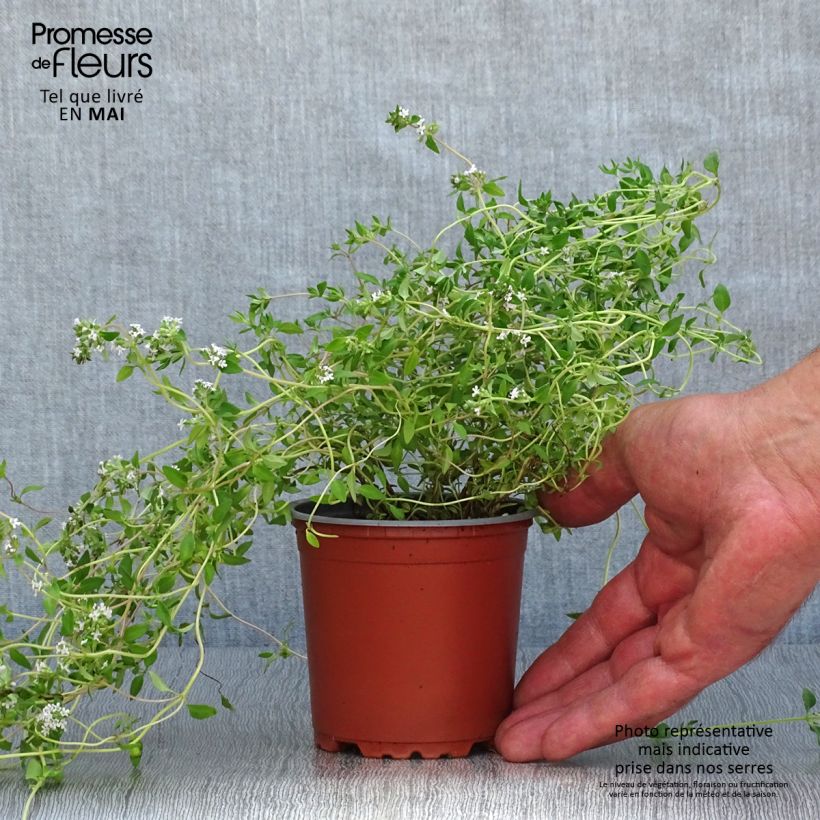 Thymus vulgaris Hiver - Timo Vasetto da 8/9 cm esemplare consegnato in primavera