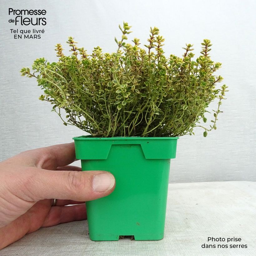 Thymus vulgaris Gold - Timo Vaso da Ø 10 cm/11 cm esemplare consegnato in primavera