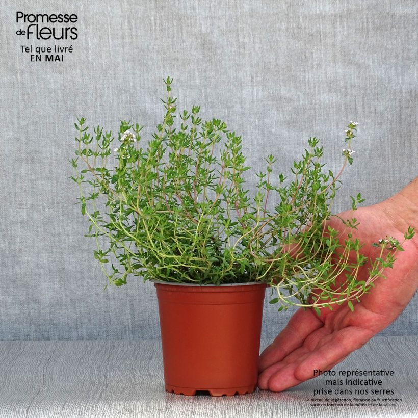 Thymus x faustinoi - Timo Vasetto da 8/9 cm esemplare consegnato in primavera