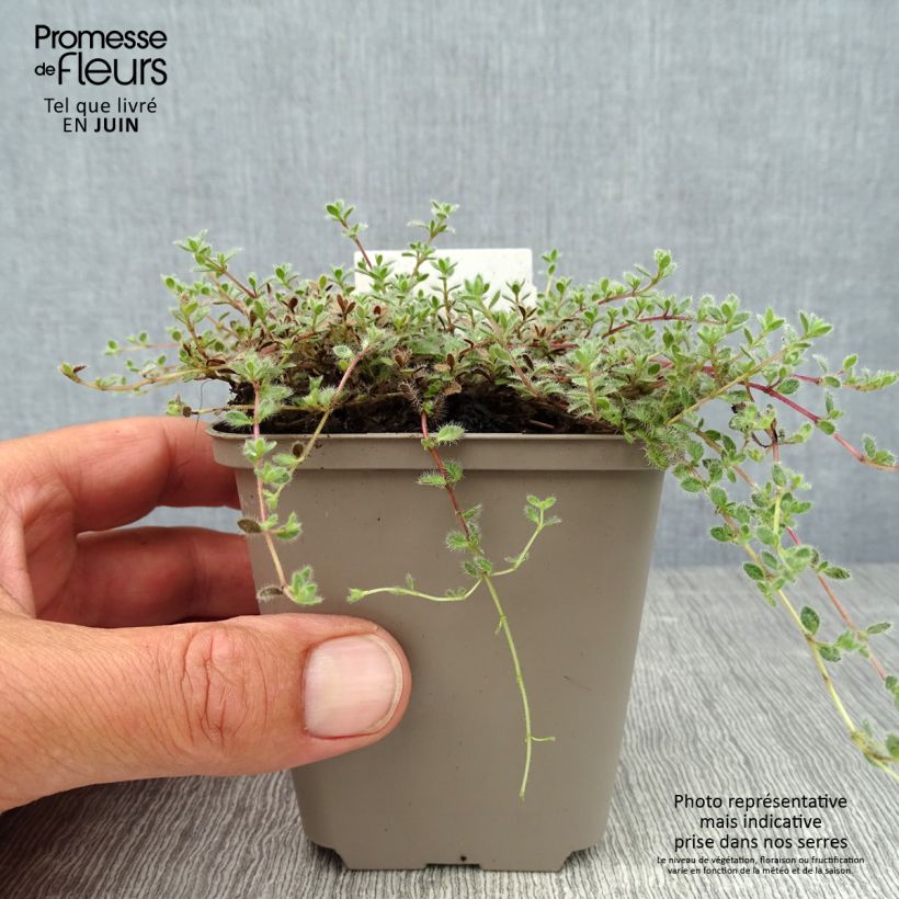 Esemplare di Thymus pseudolanuginosus (in vasetto) - Timo Vasetto da 8/9 cm consegnato in estate
