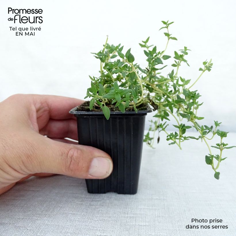 Thymus officinalis Bio - Timo Vasetto da 8/9 cm esemplare consegnato in primavera