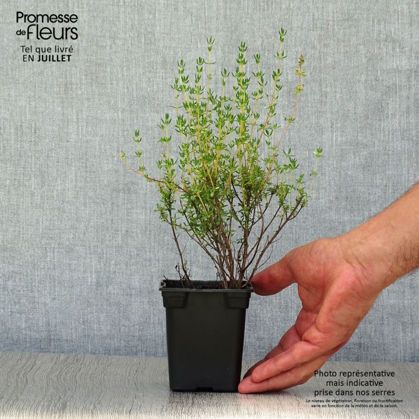 Esemplare di Thymus officinalis Bio - Timo Vasetto da 8/9 cm consegnato in estate