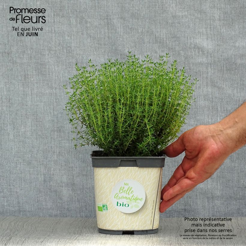 Esemplare di Thymus officinalis - Timo Vaso da 1L/1,5L consegnato in estate