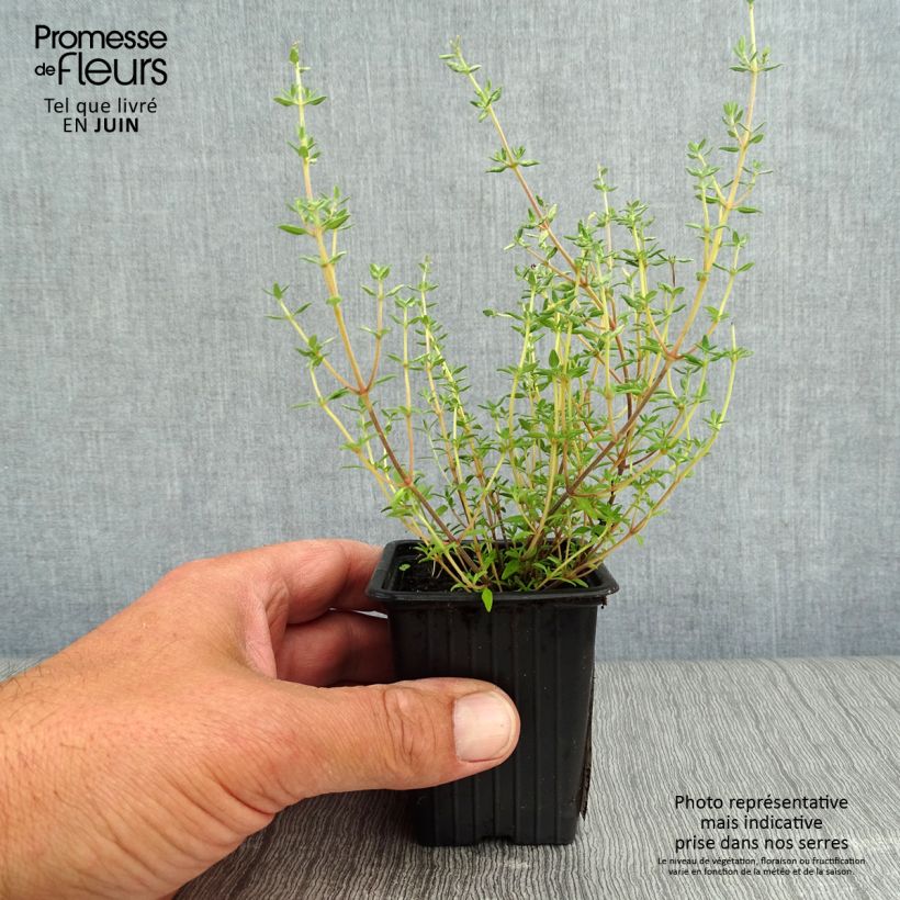 Esemplare di Thymus vulgaris 'Fragrantissimus' - Timo Vasetto da 7/8 cm consegnato in estate