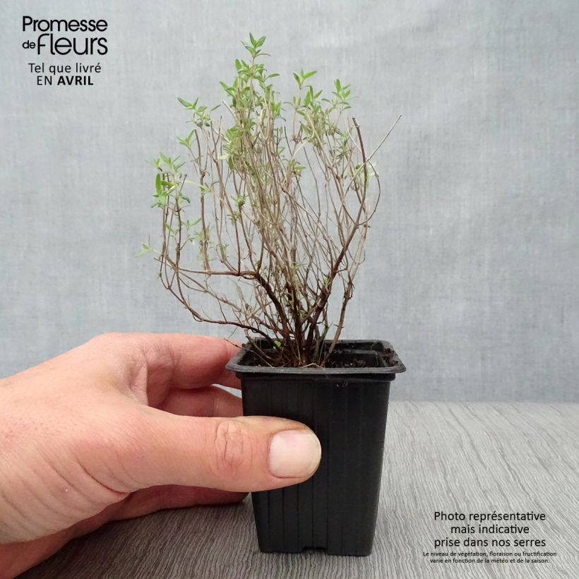 Thymus vulgaris 'Fragrantissimus' - Timo Vasetto da 7/8 cm esemplare consegnato in primavera