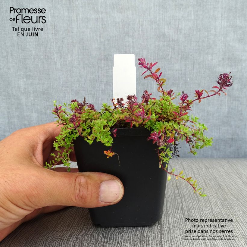 Esemplare di Thymus praecox Coccineus - Timo precoce Vasetto da 8/9 cm consegnato in estate