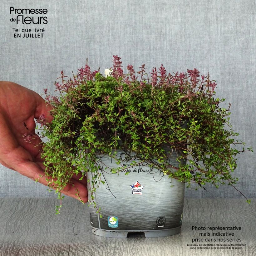 Esemplare di Thymus praecox Coccineus - Timo precoce Vaso da 2L/3L consegnato in estate