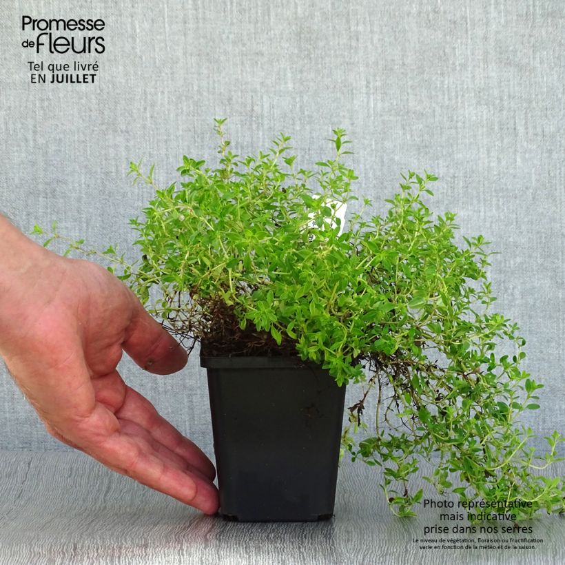 Esemplare di Thymus praecox Purple Beauty - Timo precoce Vasetto da 8/9 cm consegnato in estate