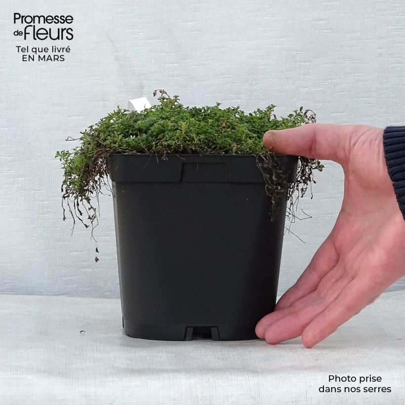 Thymus praecox Albiflorus - Timo precoce Vaso da 2L/3L esemplare consegnato in primavera
