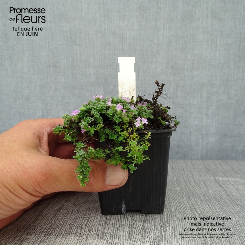 Esemplare di Thymus serpyllum Elfin - Serpillo Vasetto da 8/9 cm consegnato in estate
