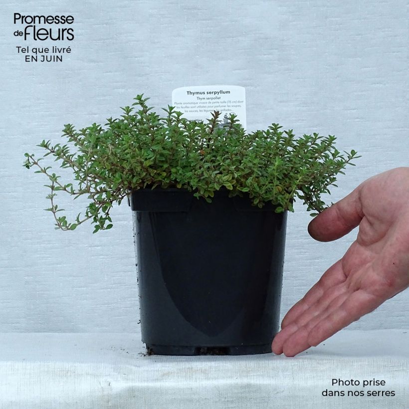 Esemplare di Thymus serpyllum Elfin - Serpillo Vaso da 2L/3L consegnato in estate