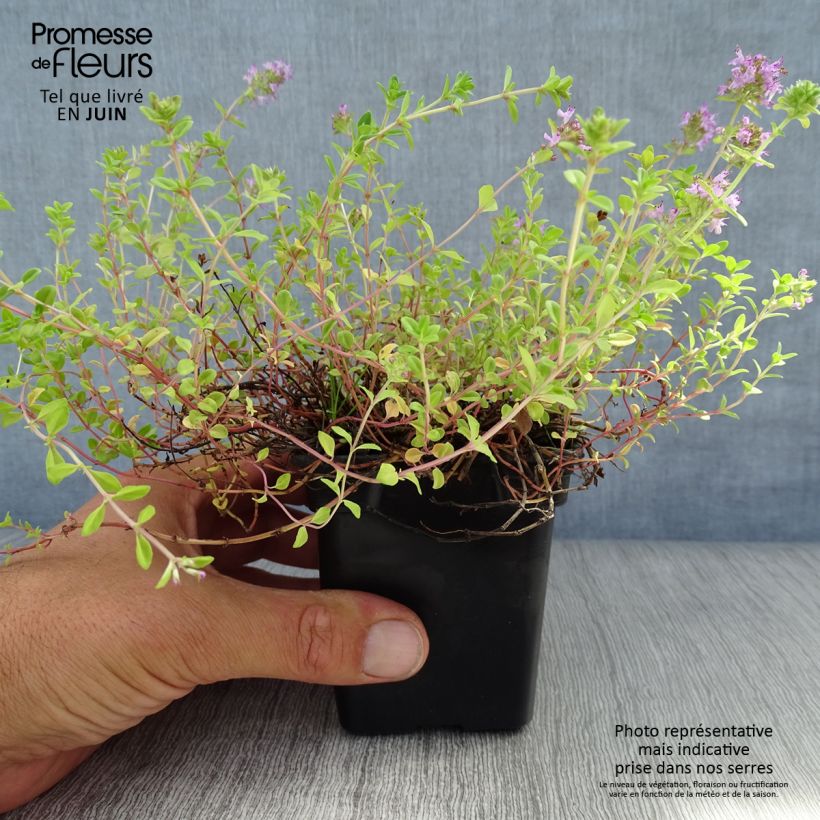 Esemplare di Thymus serpyllum - Timo serpillo Vasetto da 7/8 cm consegnato in estate