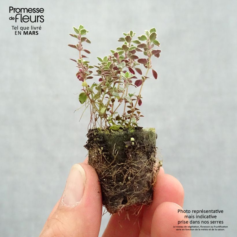 Thymus Sparkling Bright - Timo mini zolla... esemplare consegnato in primavera